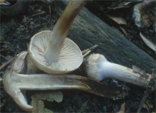 Cortinarius sp.