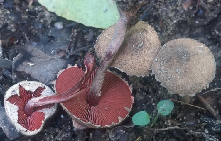 Melanophyllum haematospermum (ciemnoblaszek krwistozarodnikowy)