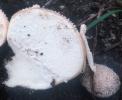 Lycoperdon pratense (purchaweczka spłaszczona)