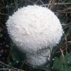 Lycoperdon pratense (purchaweczka spłaszczona)