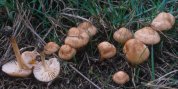 Marasmius oreades (twardzioszek przydrożny)