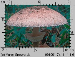 Macrolepiota procera (czubajka kania)