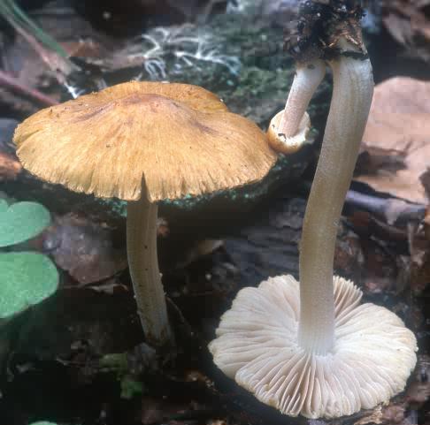 Inocybe hirtella (strzępiak najeżony)