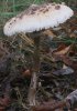 Macrolepiota procera (czubajka kania)