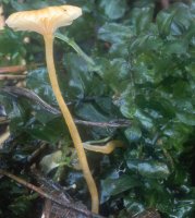 Unidentified-Tricholomataceae (niezidentyfikowane)