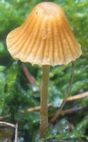 Unidentified-Cortinarius