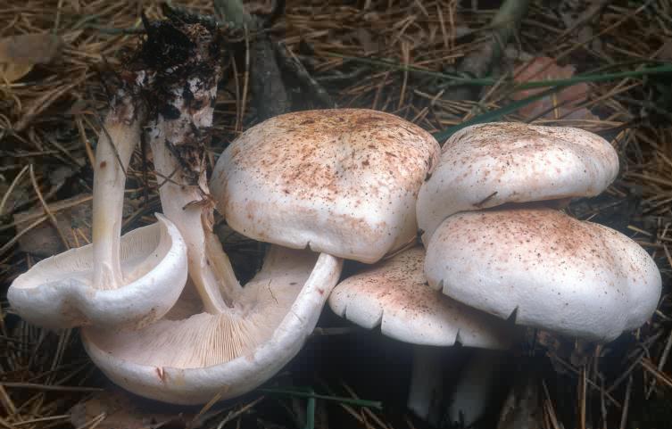 Collybia maculata