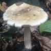 Amanita phalloides (muchomor zielonawy)