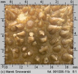 Lycoperdon norvegicum (purchawka norweska)