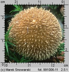 Lycoperdon norvegicum (purchawka norweska)