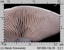 Hebeloma crustuliniforme (włośnianka rosista)