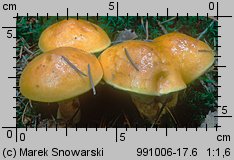 Suillus grevillei (maślak żółty)