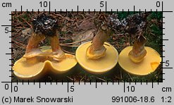 Suillus grevillei (maślak żółty)