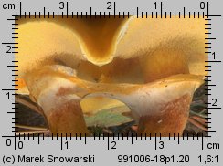 Suillus grevillei (maślak żółty)