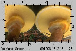 Suillus grevillei (maślak żółty)