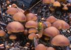 Psathyrella piluliformis (kruchaweczka namakająca)