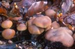 Psathyrella piluliformis (kruchaweczka namakająca)