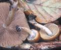 Psathyrella piluliformis (kruchaweczka namakająca)