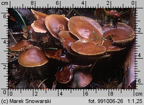 Hypholoma marginatum (maślanka zygzakowatotrzonowa)