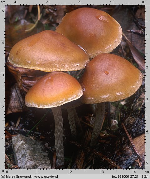 Hypholoma marginatum (maślanka zygzakowatotrzonowa)