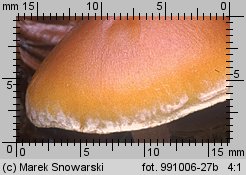 Hypholoma marginatum (maślanka zygzakowatotrzonowa)