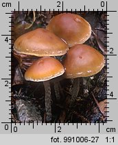 Hypholoma marginatum (maślanka zygzakowatotrzonowa)