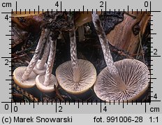 Hypholoma marginatum (maślanka zygzakowatotrzonowa)