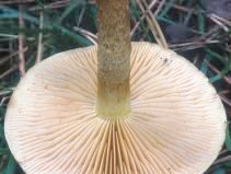 Pholiota spumosa (łuskwiak dwubarwny)