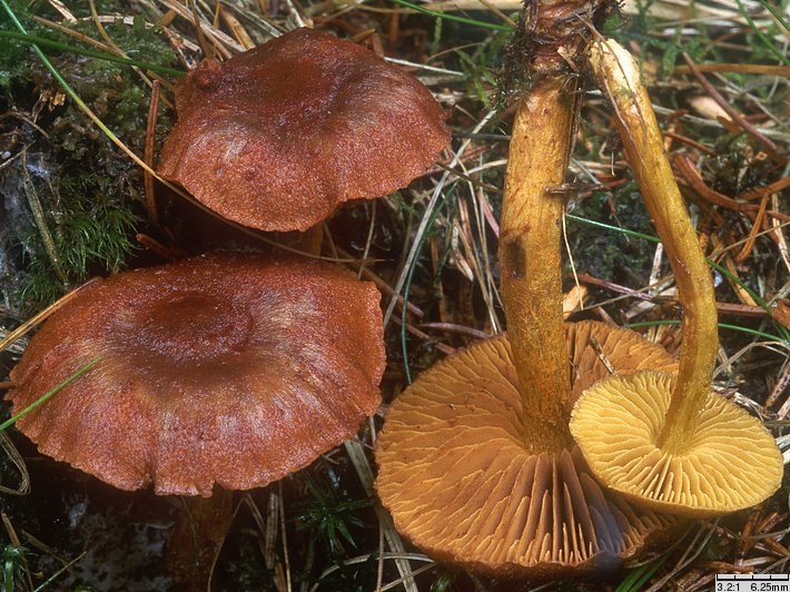 Dermocybe sp.