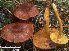 Dermocybe sp.