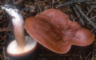 Unidentified-Lactarius