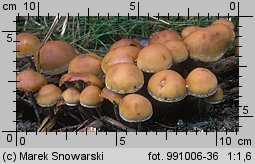 Hypholoma marginatum (maślanka zygzakowatotrzonowa)