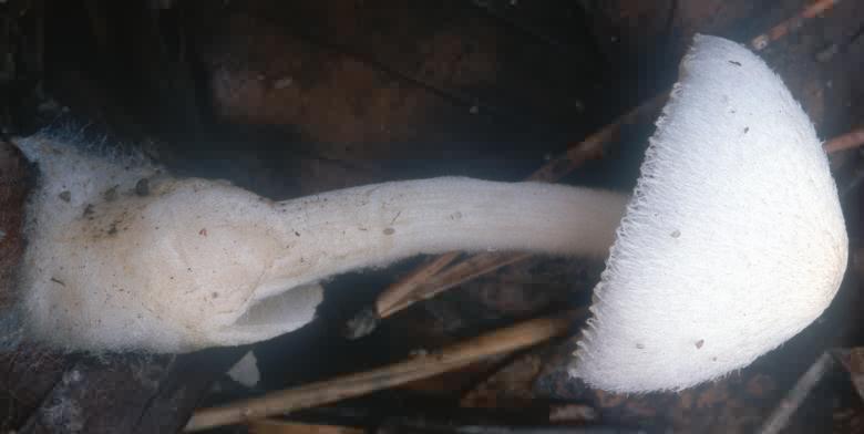 Volvariella pusilla (pochwiak karłowaty)