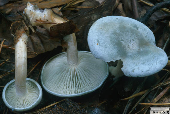 Clitocybe odora (lejkówka zielonawa)