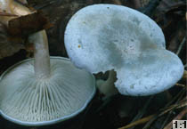 Clitocybe odora (lejkówka zielonawa)