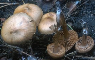 Unidentified-Cortinarius