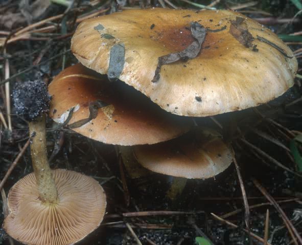 Pholiota spumosa (łuskwiak dwubarwny)