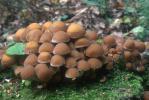 Psathyrella piluliformis (kruchaweczka namakająca)