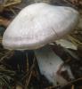 Cortinarius alboviolaceus (zasłonak białofioletowy)