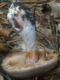 Cortinarius alboviolaceus (zasłonak białofioletowy)