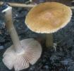 Inocybe sp.