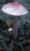 Inocybe geophyllum