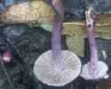 Inocybe geophyllum