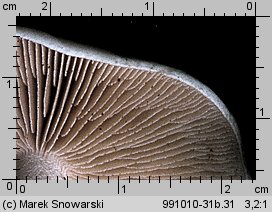 Hebeloma crustuliniforme (włośnianka rosista)