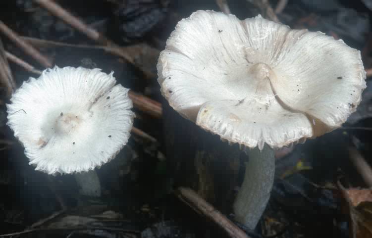 Inocybe geophyllum