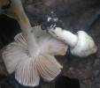 Inocybe geophyllum