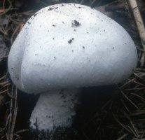 Unidentified-Agaricus-etc (niezidentyfikowane)