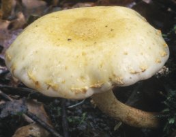 Unidentified-Cortinarius