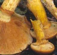 Gymnopilus junonius (łysak wspaniały)