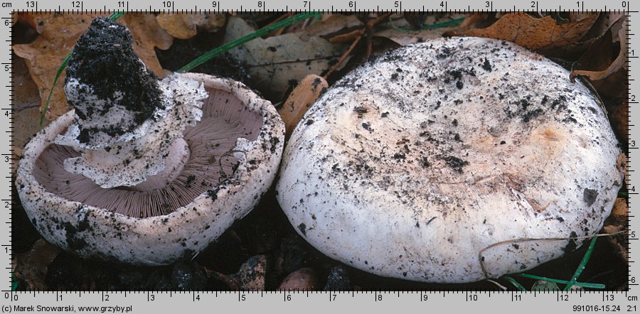 Agaricus bitorquis (pieczarka miejska)